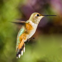 Female Rufus Hummingbird