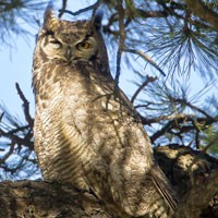 Great Horned Owl