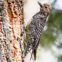 Female Williamson's Sapsucker