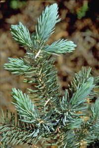 Photo of a Blue Spruce branch