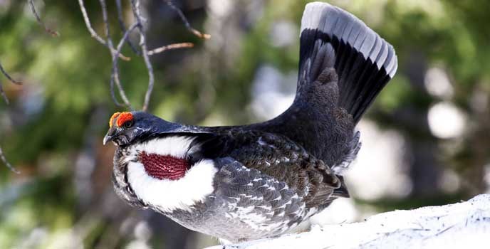 Male Dusky Grouse