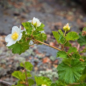 Photo of white flowers of a Boulder Raspberry