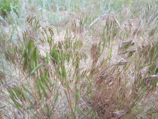 Cheatgrass