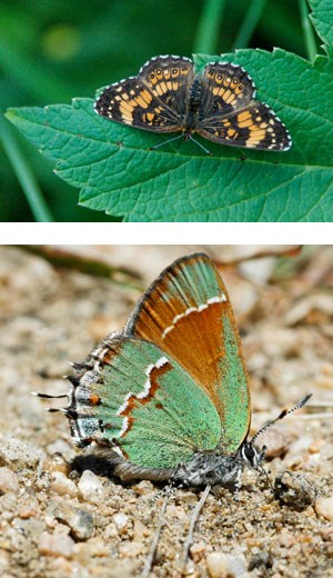 Silvery Checkerspot and Juniper Hairstreak butterflies