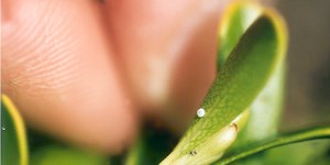 Hoary Elfin butterfly egg (Callophrys polios) on a Kinnikinnik (Arctostaphylos uva ursi) leaf