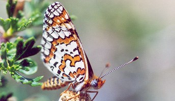 Dotted Checkerspot butterfly (Poladryas arachne)