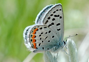 Lupine blue (Plebejus lupini) butterfly