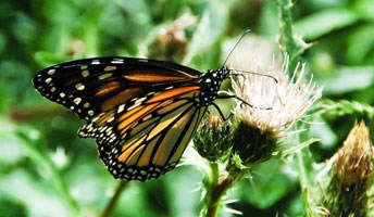 Monarch butterfly (Danaus plexippus)