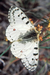 Rocky Mountain Parnassian (Parnassius smintheus)