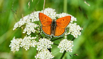 Ruddy Copper (Lycaena rubidus)