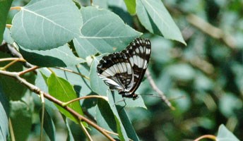 Weidemeyer's Admiral butterfly (Limenitis weidemeyerii)