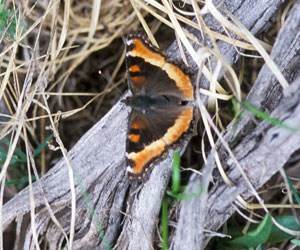 Milbert's Tortoiseshell (Aglais milberti)