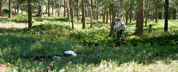 NPS Volunteer Stephanie Mason looks for butterflies in a forest NPS Volunteer Stephanie Mason looks for butterflies in a forest