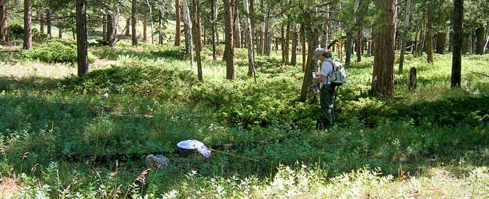 NPS Volunteer Stephanie Mason looks for butterflies in a forest