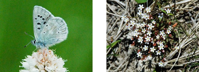 ArcticBlue (Plebejus glandon) and Northern Rock Jasmine (Androsace septentrionalis)_688x250