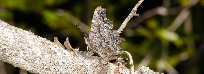 Green Comma (Polygonia faunus) Green Comma (Polygonia faunus)