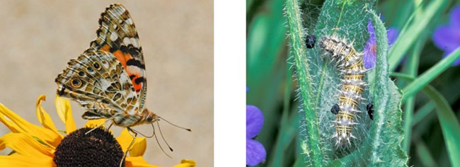 Painted Lady (vanessa cardui) and a thistle (Cirsium) leaf