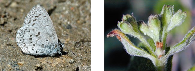 Spring Azure (Celastrina ladon) and Waxflower (Jamesia americana)