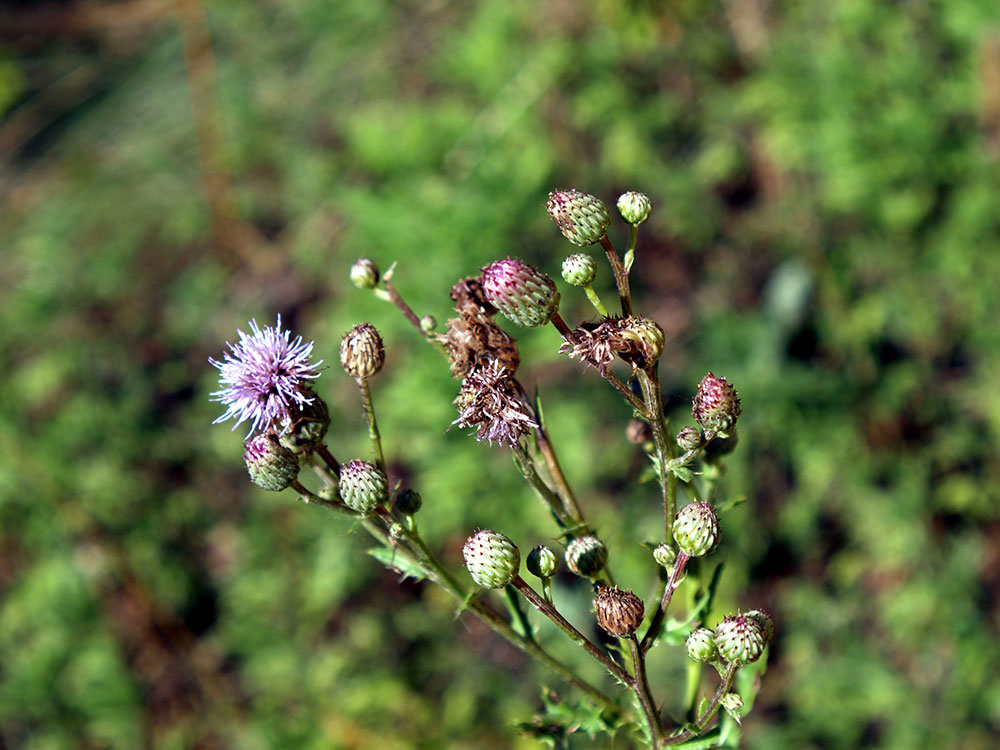 Invasive Exotic Plants Rocky Mountain National Park (U.S