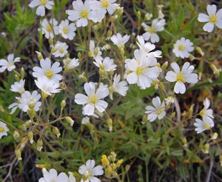 Photo of Field Mouse-ear Chickweed