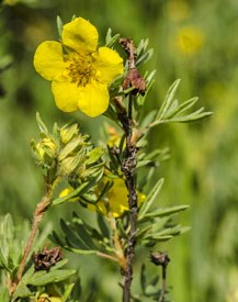 Photo of Shrubby Cinquefoil