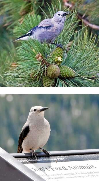 Clark's nutcracker with a pine seed and one sitting on a sign "Don't feed animals"