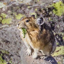 Pika gathering plants