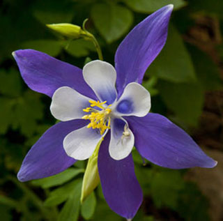 purple flowers colorado purple flowers colorado