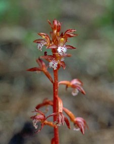 Photo of Spotted Coralroot