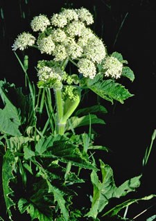Photo of Cow Parsnip