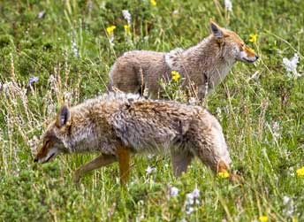 A pair of coyotes