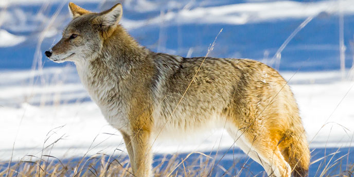 What are some facts about coyotes?