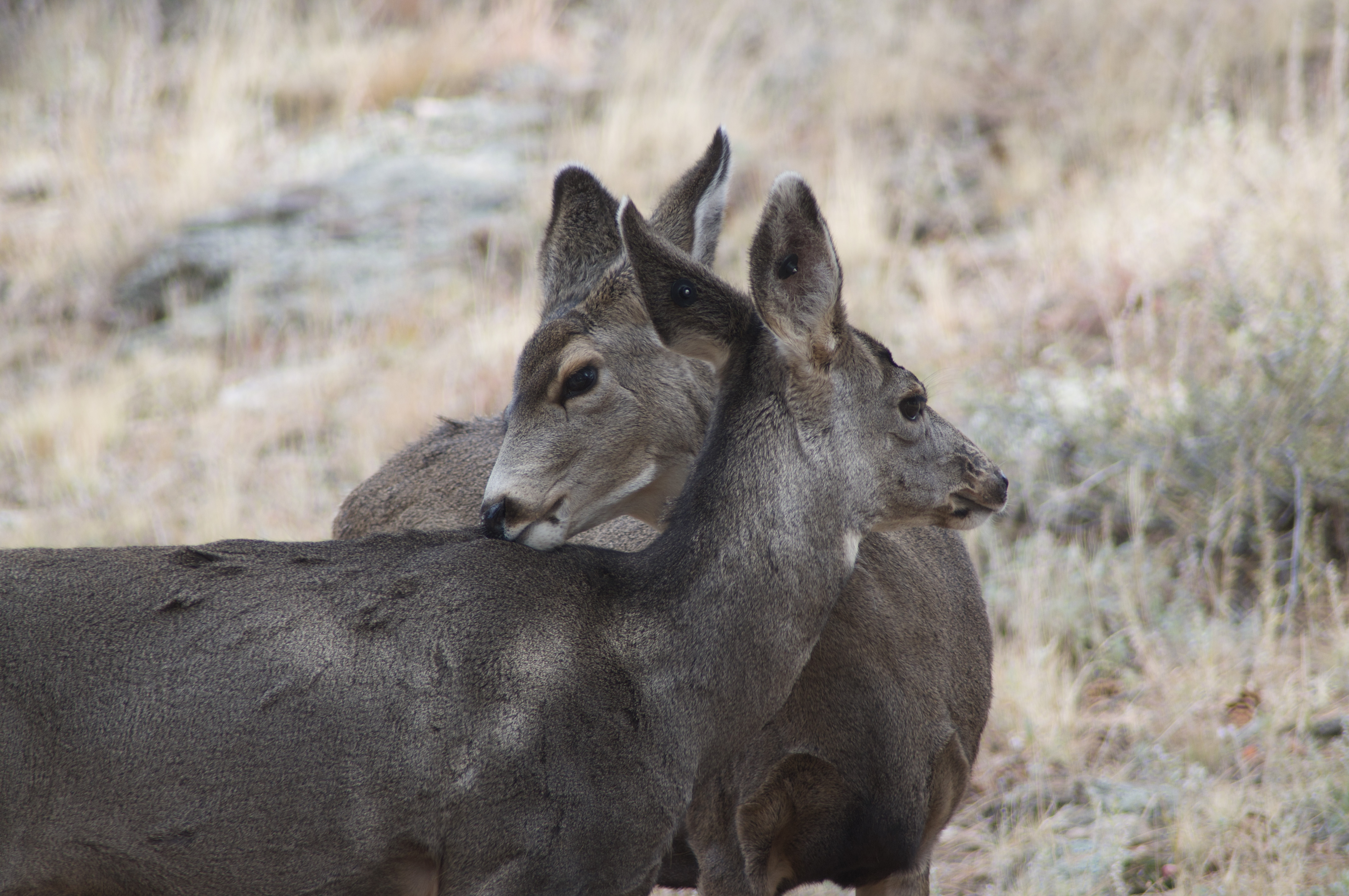 Mammals Rocky Mountain National Park U S National Park Service