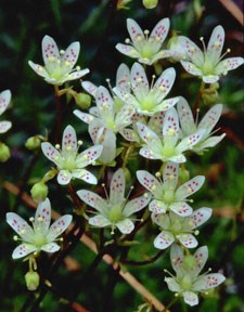 Photo of Dotted Saxifrage