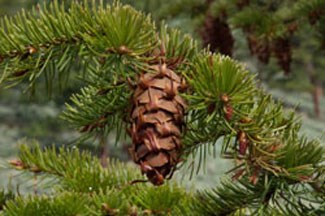 Photo of a Douglas-Fir's Cone