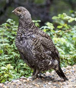 Female Dusky Grouse