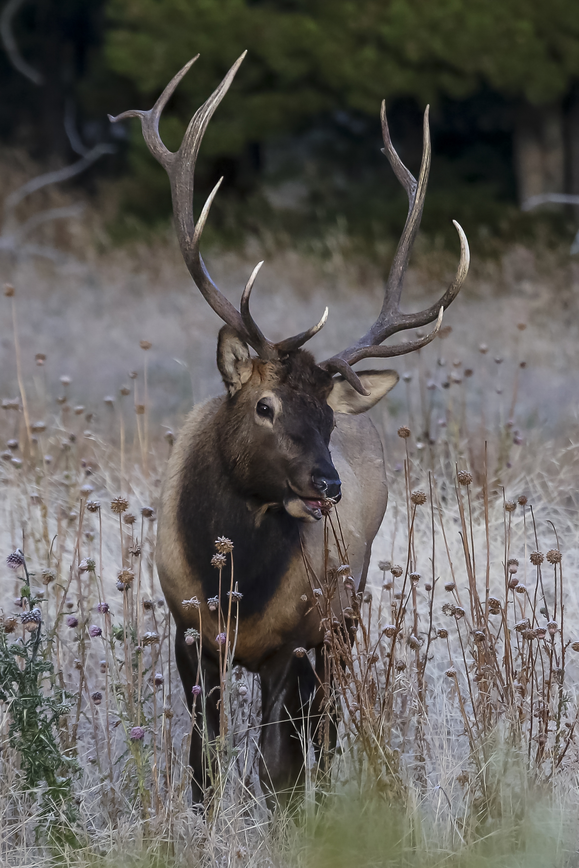Elk - Rocky Mountain National Park (. National Park Service) Elk - Rocky Mountain National Park (. National Park Service)