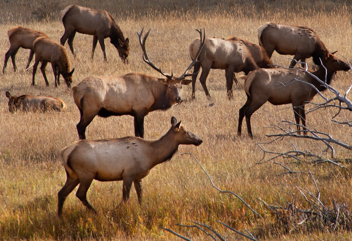 Bull Elk with group of cows