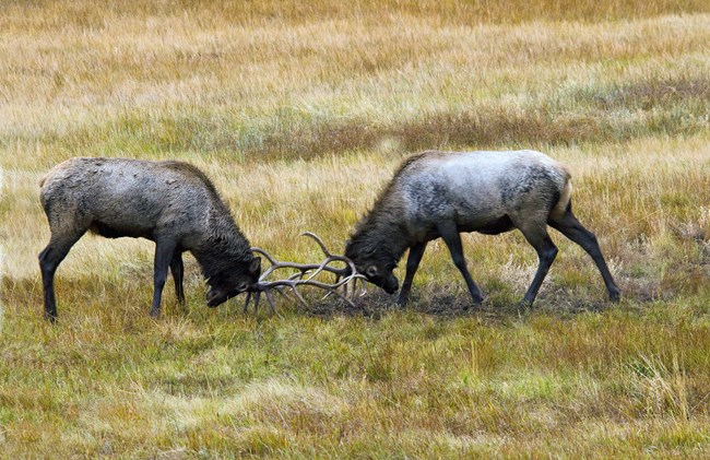 Two bull elk are sparring during rut