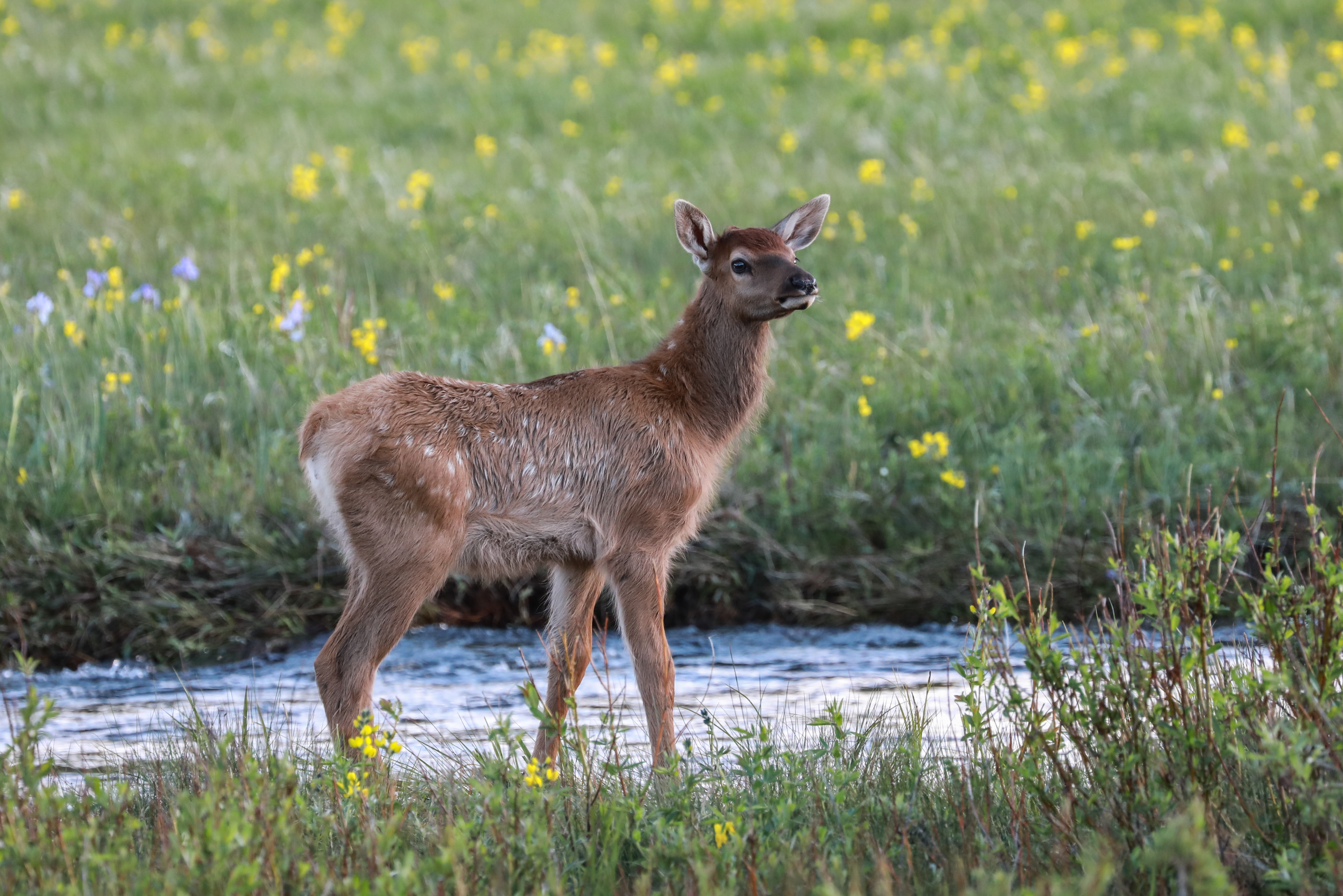 Elk - Rocky Mountain National Park (U.S. National Park Service), image size:4639x3095