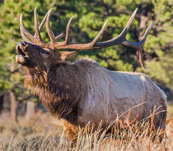 Bull elk bugling