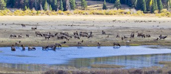 elk herd in a wet meadow
