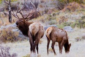 Bull elk bugles and a cow grazes