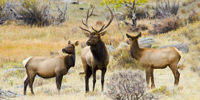 Elk Rocky Mountain National Park U S National Park Service