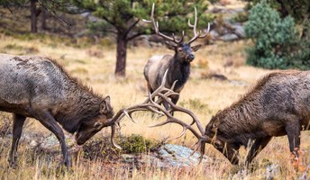 bull elk sparring