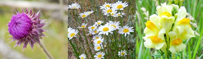 Pink Musk Thistle, white Oxeye Daisy, Yellow Toadflax Pink Musk Thistle, white Oxeye Daisy, Yellow Toadflax