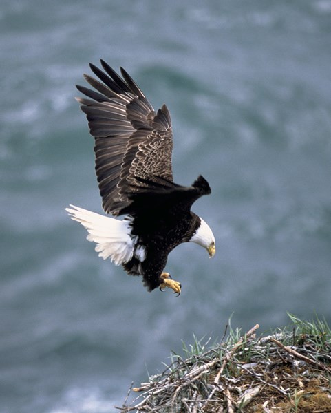 Bald Eagle - Rocky Mountain National Park (U.S. National Park Service)