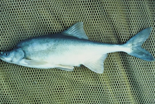 a photo of humpback chub