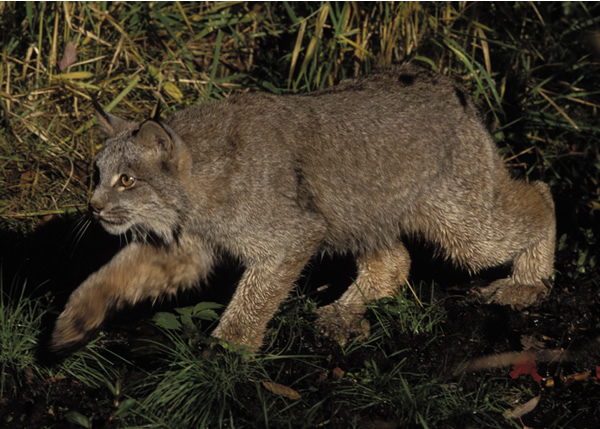 Rocky lynx hotsell