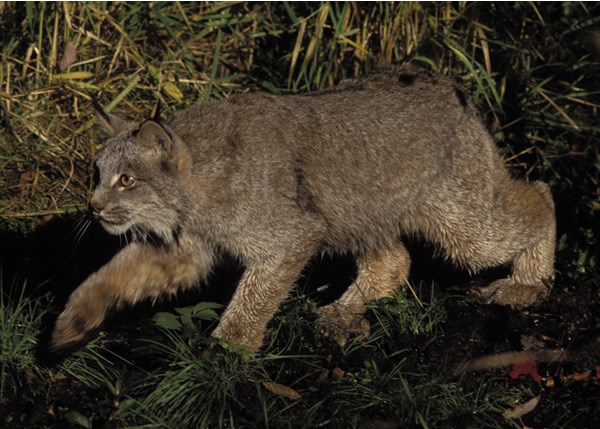 a photo of Canada lynx